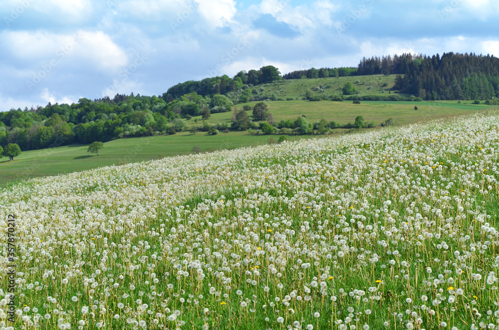 Fototapeta premium Wiese mit Pusteblumen in der Rhön