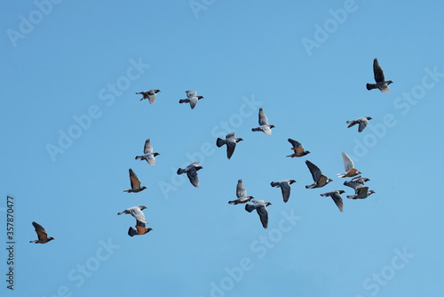 Trainingsflug der Tauben © Heinrich