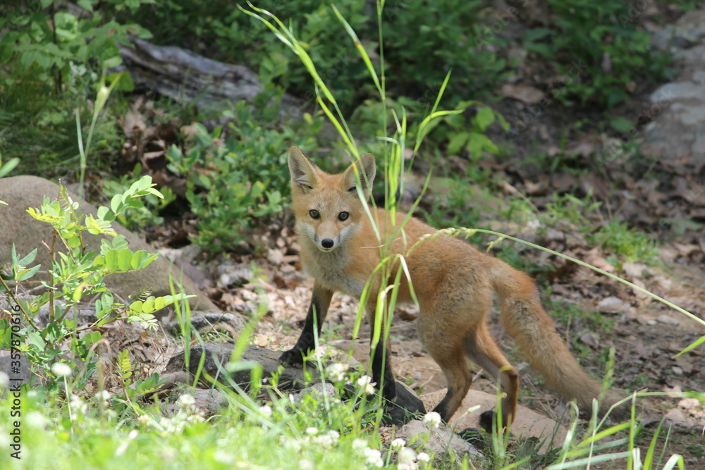 Obraz premium Young Red Fox Outside Den