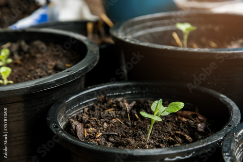 Kale, young plants growing in, planting vegetables in pots, nature with sunlight in the morning.Success concept