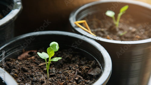 Kale, young plants growing in, planting vegetables in pots, nature with sunlight in the morning.Success concept