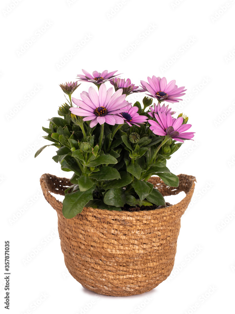 Side view of pink Spanish Daisy in brown natural pot, isolated on white background