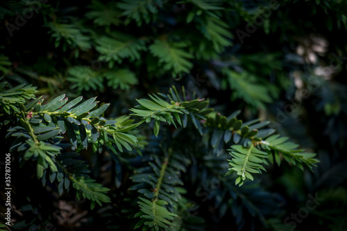 Close Up of Yew Plant with a Shallow Depth of Field