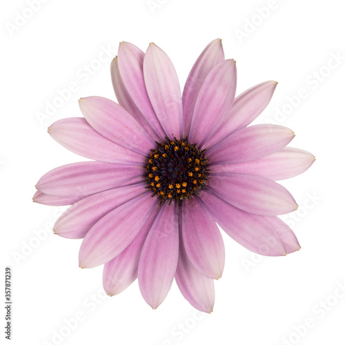 Top view of pink single Spanish Daisy flower, isolated on white background