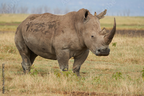 Rhino - Rhinoceros with Bird White rhinoceros Square-lipped rhinoceros Ceratotherium simum  photo