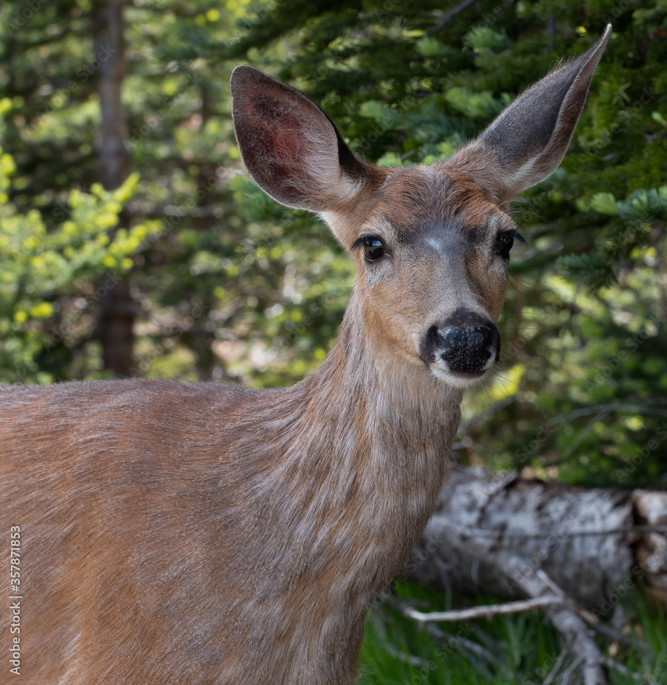 Isolated black tailed deer at Hurricane Ridge in the Pacific Northwest Isolated black tailed deer at Hurricane Ridge in the Pacific Northwest