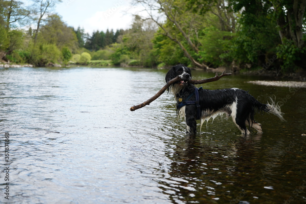 Springer Spaniel in water with stick