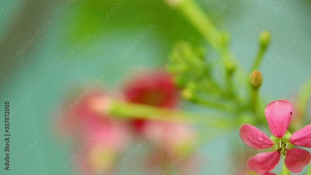 small red and pink flowers on green background, selective focus small red and pink flowers on green background, selective focus