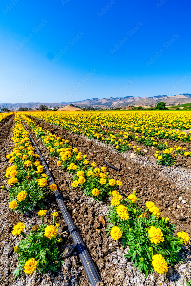 Field of Yellow Marigolds
