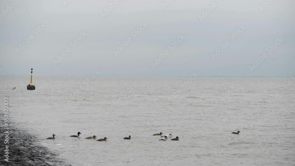 Ein Schwarm Enten geht in die Nordsee schwimmen Ein Schwarm Enten geht in die Nordsee schwimmen