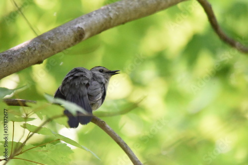 gray catbird singing on a branch