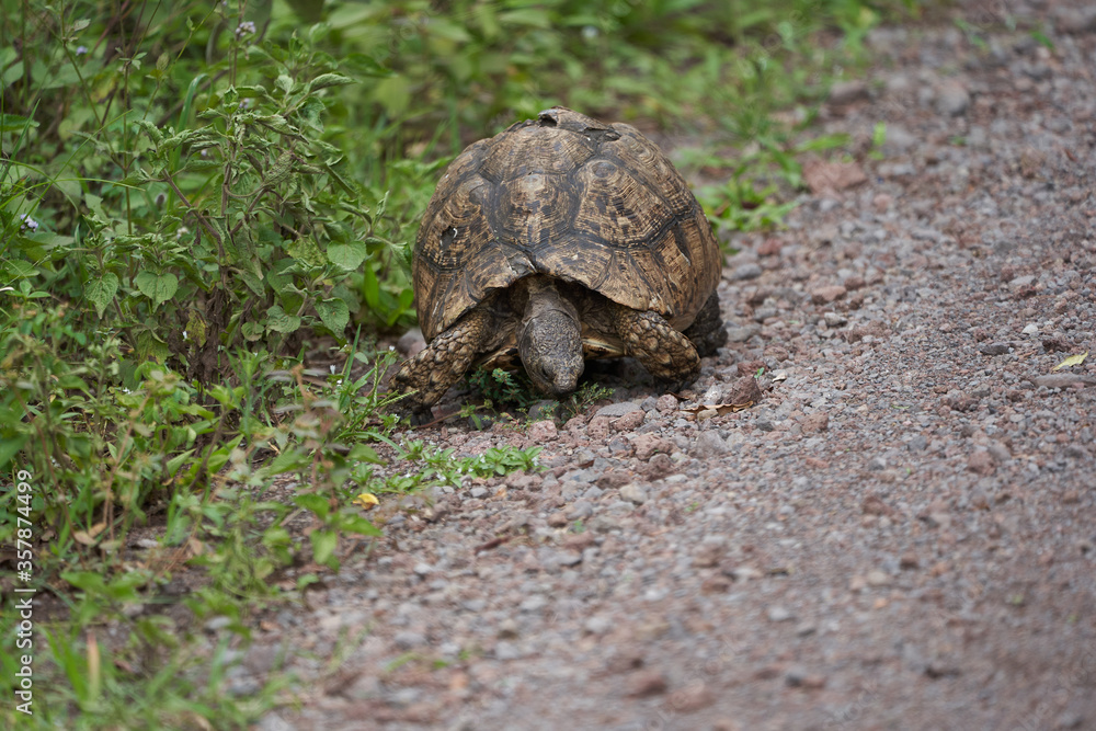 Leopard tortoise Stigmochelys pardalis Africa Kenya Tanzania large and attractively marked found in the savannas Leopard tortoise Stigmochelys pardalis Africa Kenya Tanzania large and attractively marked found in the savannas
