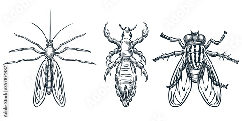 Bloodsucking insect parasites icons. Vector hand drawn sketch illustration. Mosquito, louse, flea and fly, isolated