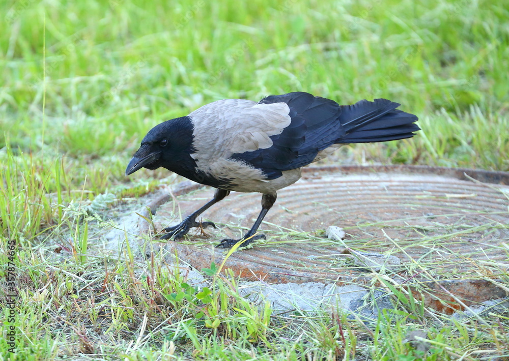 Obraz premium A startled crow on a rusty manhole cover in the green grass