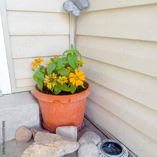 Square crop Plant with yellow flowers on an orange pot by the doorstep of a home entrance