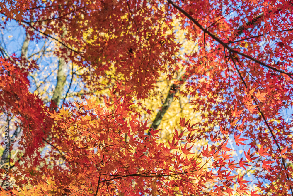 The Autumn Colors of Echizen Ono Castle in Fukui, Japan The Autumn Colors of Echizen Ono Castle in Fukui, Japan