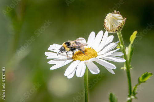a bee on top of a daisy