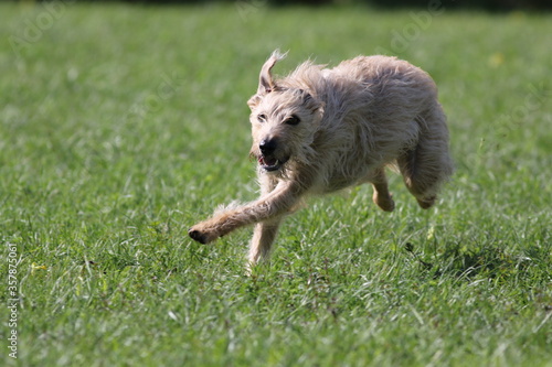 A lurcher dog plays in a park