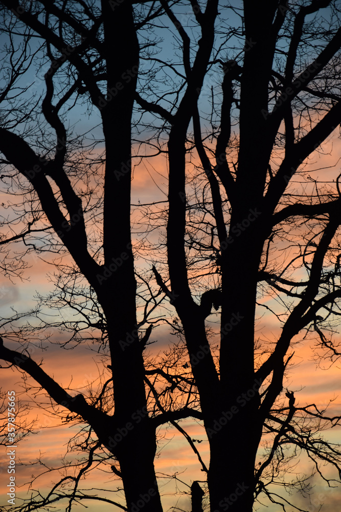 Baum, abends Baum, abends