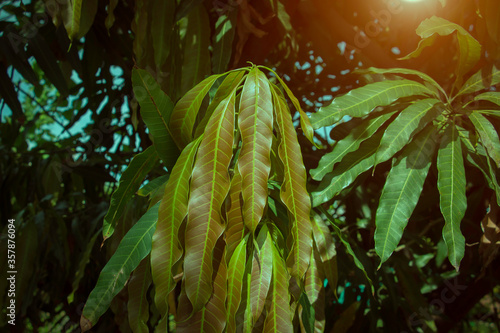 Young mango leaves © SIRAPOB