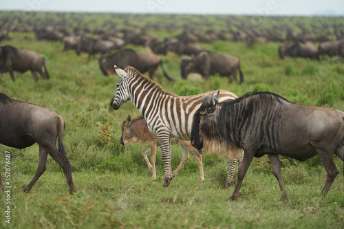 Fototapeta Naklejka Na Ścianę i Meble -  Great Migration Serengeti Gnu Wildebeest Zebra Connochaetes taurinus