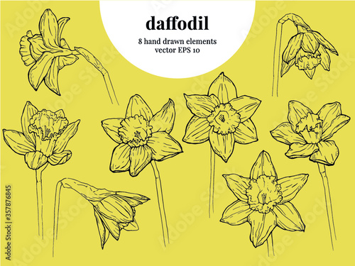 Daffodil flowers, hand drawn floral illustration, vector outline, 8 elements