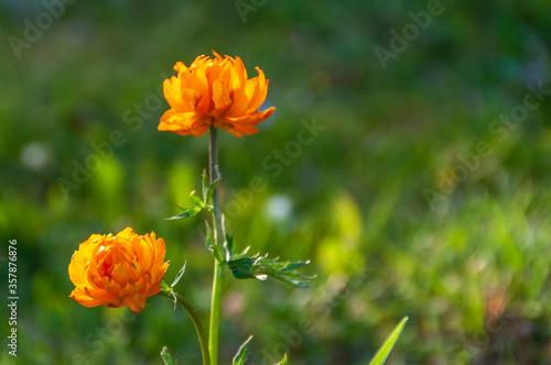 Flower globe flower  Tr  llius . Spring flowers on a natural background