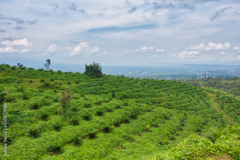 Oil palm plantation in Sukabumi, West Java, Indonesia