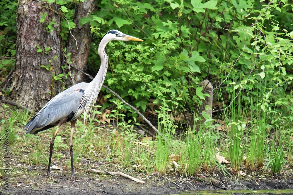 great blue heron ardea cinerea great blue heron ardea cinerea