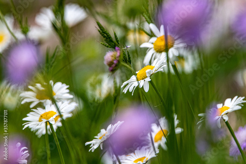 a field of daisies