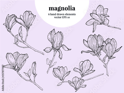 Hand drawn magnolia illustration, vector flowers, 6 elements, outline