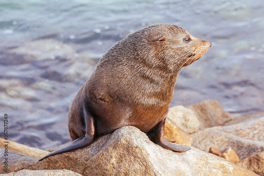 Fototapeta premium Seal in Narooma Inlet Australia