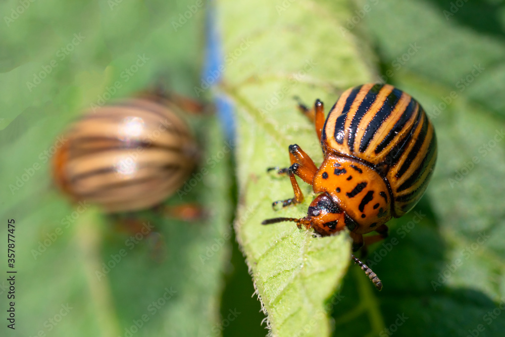Potato bugs on foliage of potato in nature, natural background, macro image Potato bugs on foliage of potato in nature, natural background, macro image