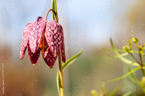 Flowers hazel grouse. Spring flowers on a natural background