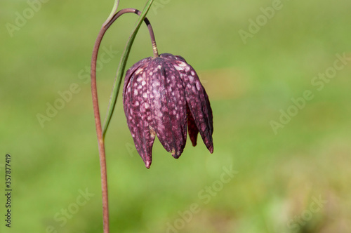 Photography Flowers hazel grouse. Spring flowers on a natural background