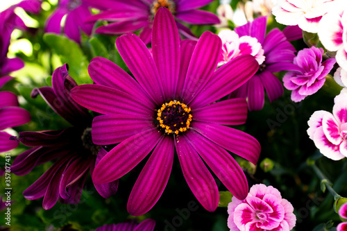 Lila Blumen Gesteck - Purple Flowers photo