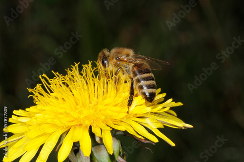 Bee, honeybee, Apis mellifera, Pollen, Thuringia, Germany, Europe