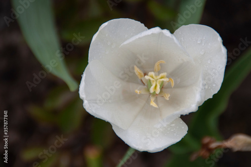 Flowers tulips. Spring flowers on a natural background