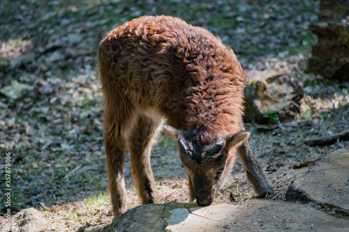 Domestic soay sheep eating at forest border photo