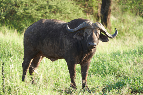 African Water buffalo Serengeti - Syncerus caffer Big Five Safari © rocchas75