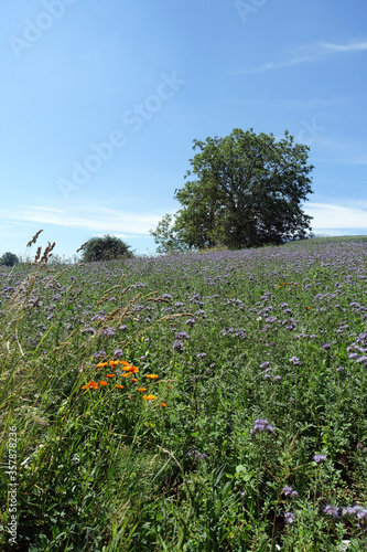 Feld mit Phacelia und einzelnem Baum photo