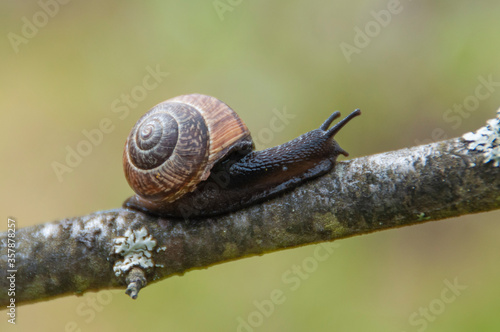 Grape snail on a natural background