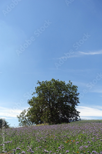 Feld mit Phacelia und einzelnem Baum photo