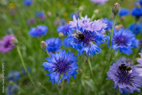 Bumblebee pollinating wildflowers in blooming meadow