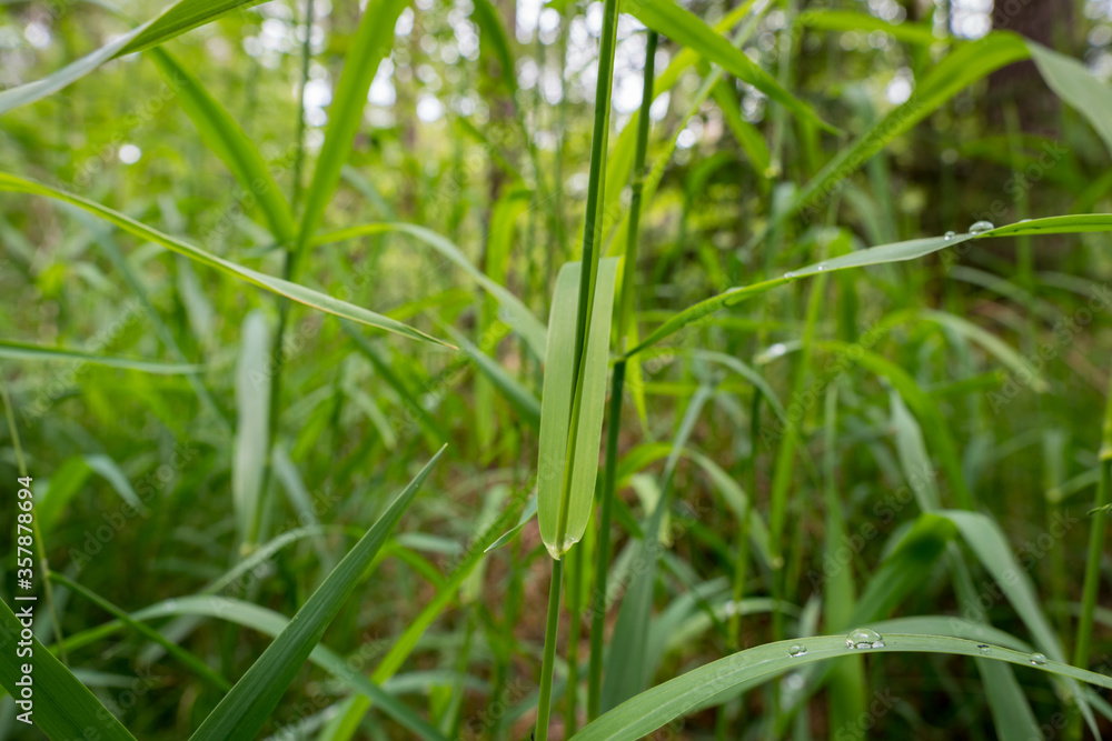 High green grass with dew in forest High green grass with dew in forest