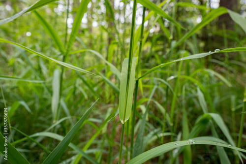 High green grass with dew in forest