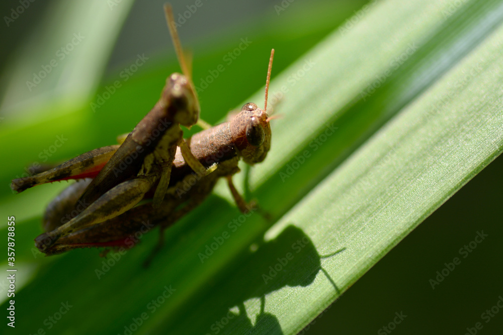 grasshopper is on a green leaf
grasshopper is on a green leaf