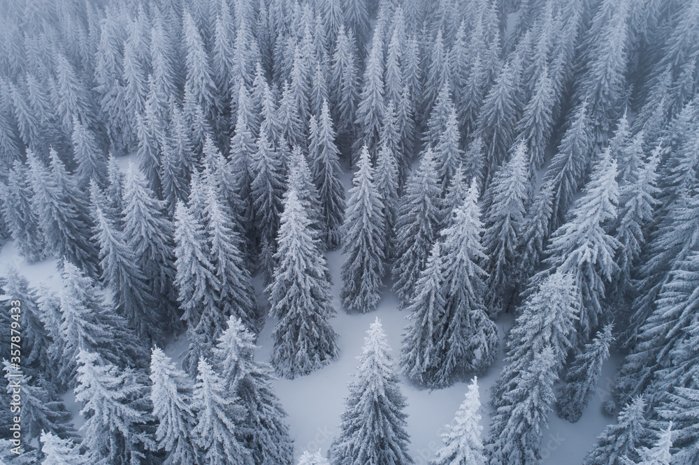 Aerial drone shot of an evergreen forest covered in snow
