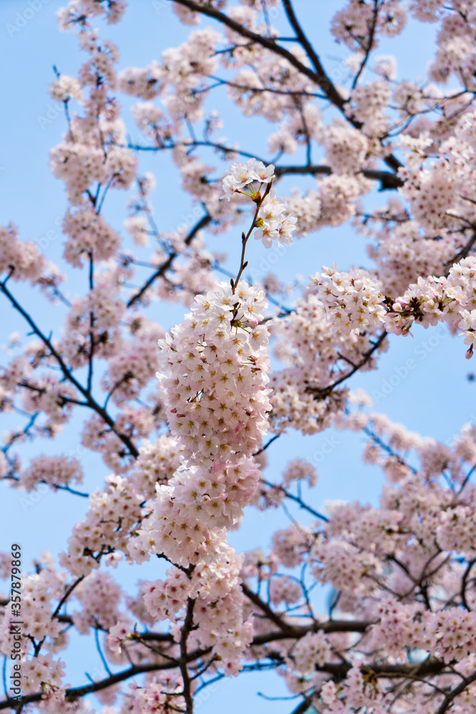 Cherry blossoms or Sakura flowers in Japan.