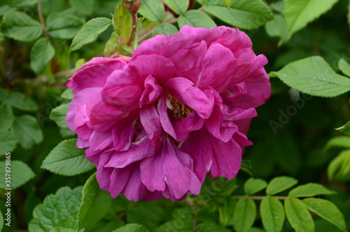 Tea rose growing in the garden with drops of water after rain. It is used for brewing tea. Wallpaper,